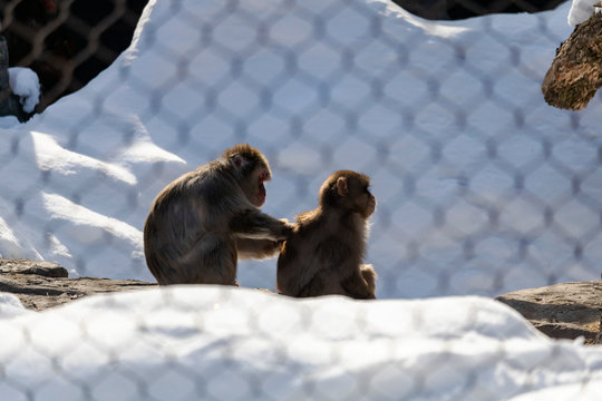 Zoophilia Bilder Durchsuchen 2,898 Archivfotos, und