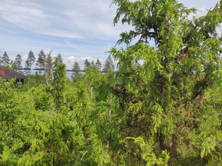 Fototapeta premium landscape with trees and blue sky