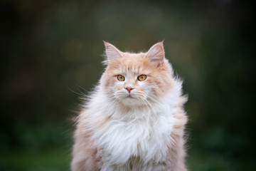 Naklejka na ściany i meble cute maine coon cat outdoors fluffy fur moving in the wind