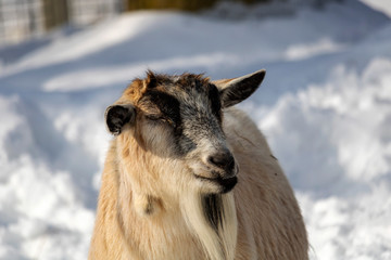 Fototapeta premium Chèvre au zoo de Granby en hiver, Québec Canada