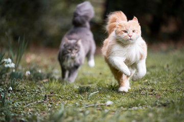 Naklejka na ściany i meble two cute maine coon cats running on lawn outdoors in nature playing