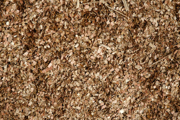 eucalyptus wood chip