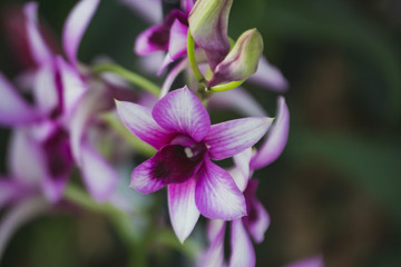 flower in garden