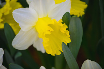 Fototapeta premium yellow daffodil in the garden
