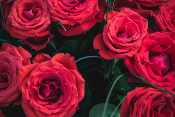 red roses background