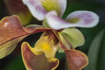 orchid on green background