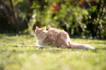 fluffy maine coon cat resting on grass outdoors in nature on a sunny windy day