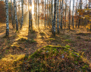 Sunlight through the trees in a tranquil forest