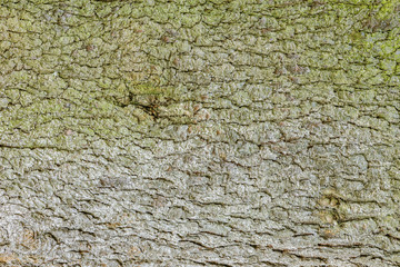 Green moss on the pine tree bark.