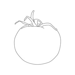 Hand drawn line art tomato vector eps 10