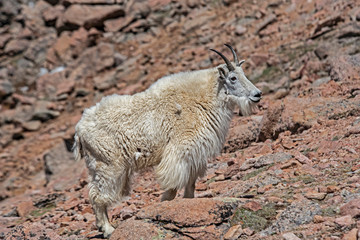 Wild Mountain Goat on Mt. Evans in springtime.