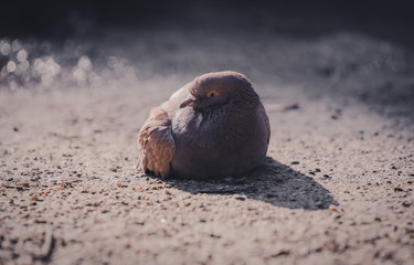 Paloma morada en la naturaleza