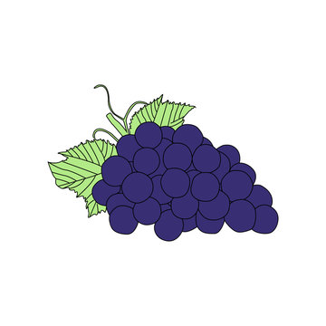 Flat Illustration Grape Vector Eps 10