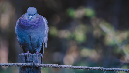 Paloma morada en la naturaleza