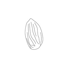 Hand drawn line art almond vector eps 10