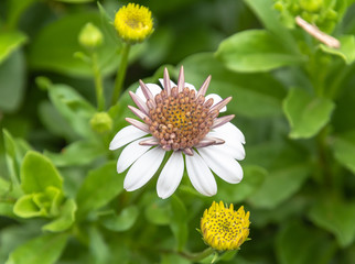 Daisy Flowers in the garden