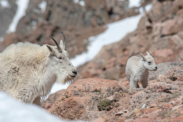 Naklejka na ściany i meble Wild Mountain Goat on Mt. Evans brings her baby down the mountain to eat.