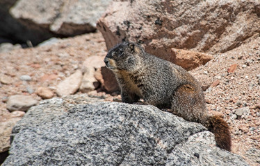 Fat Marmot lives on Mt. Evans in Colorado.