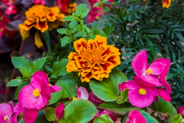 colorful begonia in summer garden