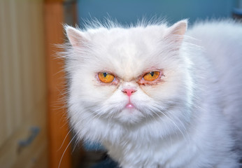 Persian white cat,two eyes,cute cat in cafe cats