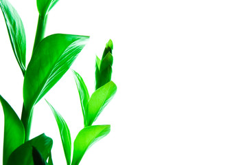 Fototapeta na wymiar Frash green leaves of houseplant isolated on white backrgound. Spring concept. Place for text.