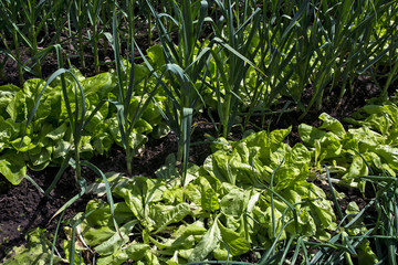 Early vegetables onions and salad