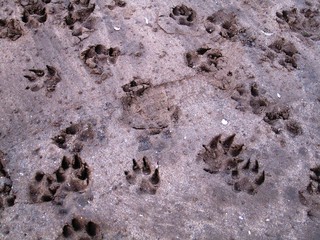 traces de marche de chien