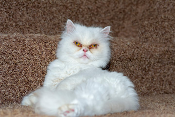 Persian white cat,two eyes,cute cat in cafe cats