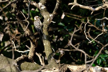 japanese pigmy woodpecker on branch