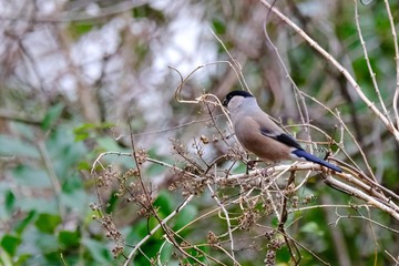 eurasian bullfinch on branch
