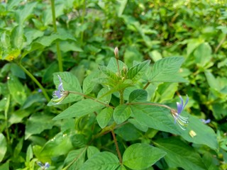 weeds grass in the nature background