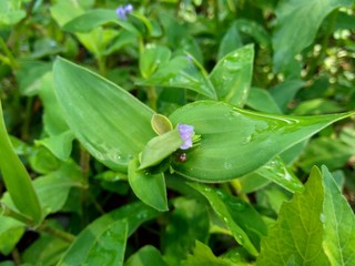 weeds grass in the nature background