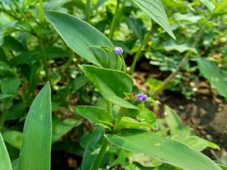 weeds grass in the nature background