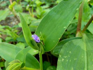 weeds grass in the nature background