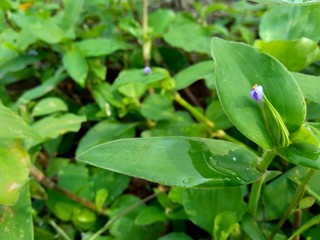 weeds grass in the nature background