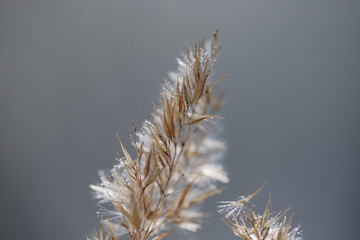 Dry reeds close-up. Macro photography