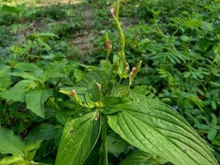 weeds grass in the nature background