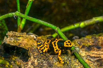 Yellow poison dart frog dendrobates leucomelas. Beautiful tropical rain forest animal from the Amazon rainforest in Venezuela. A poisonous amphibian with black dots. 