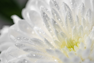 Water drops on a white chrysanthemum