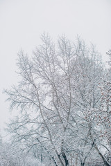trees in winter
