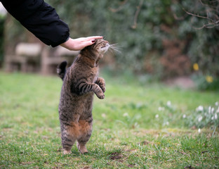 tabby cat rearing up getting stroked outdoors in garden standing on hind legs