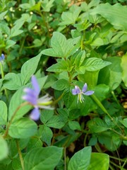 weeds grass in the nature background