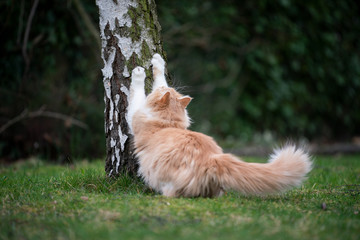 ginger white maine coon cat scratching on biirch tree stump outdoors in nature