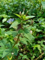 weeds grass in the nature background