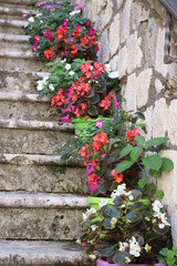 Fototapeta na wymiar Blooming flowers in pots sitting on stone steps