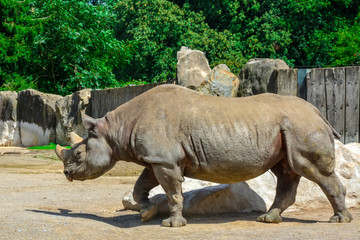 White Rhino or Rhinoceros walking in the zoo. Rhinoceros with mud covering skin in hot day.