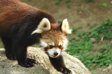 レッサーパンダ