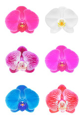 Collection of orchid isolated on white background