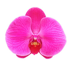 Fototapeta na wymiar pink orchid flower isolated on white background.