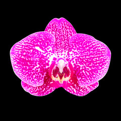 purple orchid flower isolated on black background.